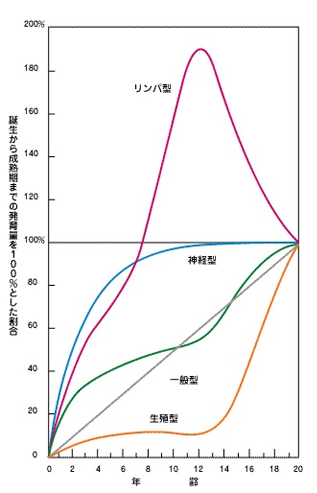 人間の成長と歯並び